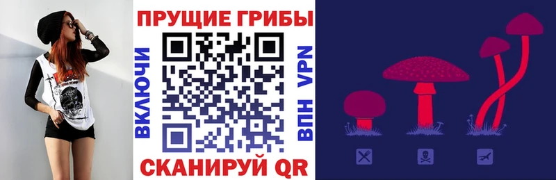 Галлюциногенные грибы Psilocybine cubensis  Сосновка 
